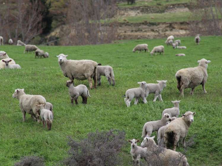 528 Ram Paddock Road Broomfield_3