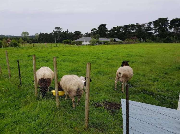 78 Koraha Road Kumeu_20