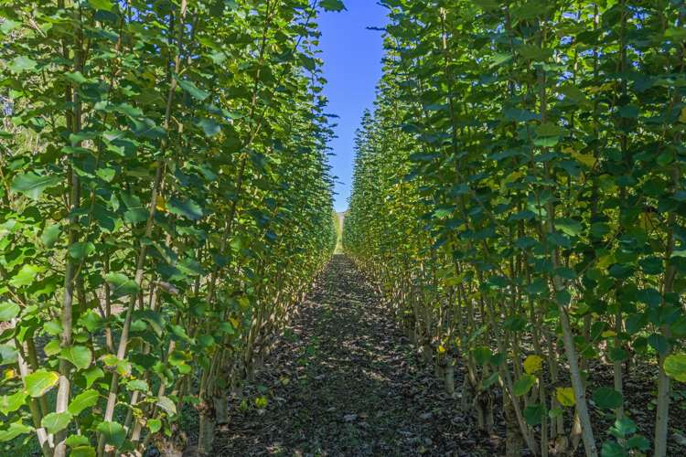 96 Engles Road Shannon_10