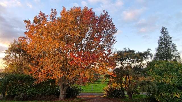 87 Lee Road Onewhero_4