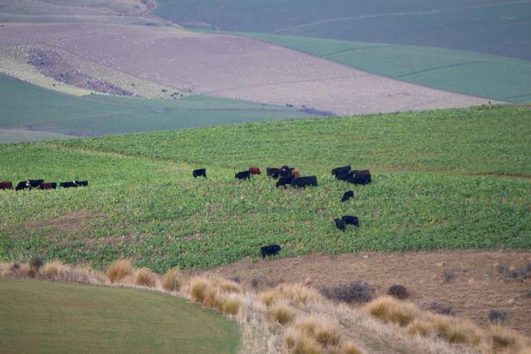901 Wilden Runs Road West Otago Surrounds_17