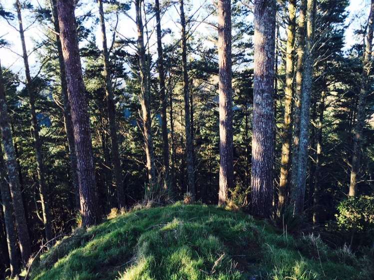 Klondyke Road Onewhero_8