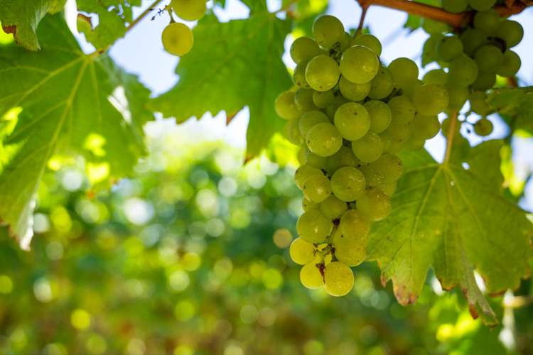 196 Rapaura Road Rapaura_26