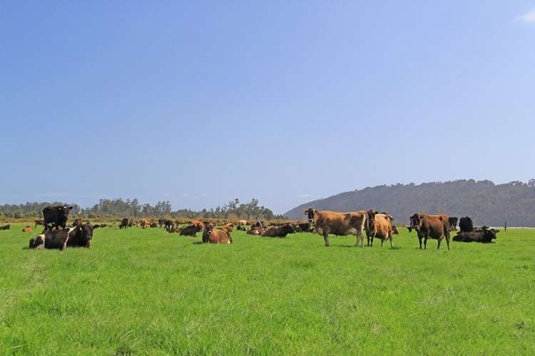 Waiho Flat Road Franz Josef Glacier_5