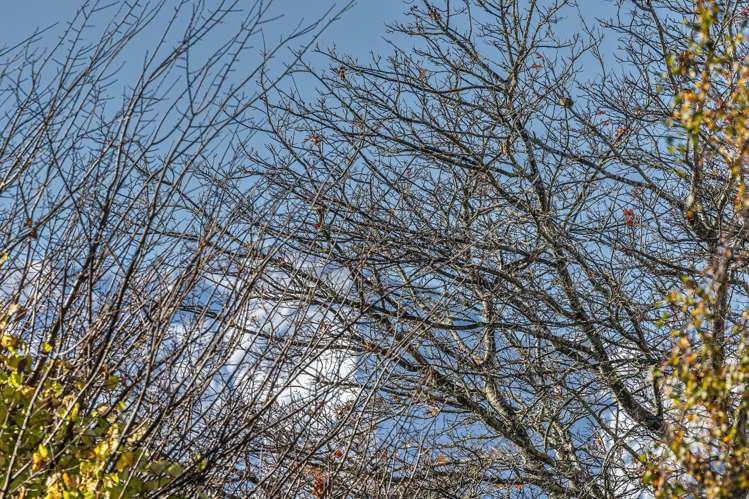 24 Turoa Drive Ohakune_26