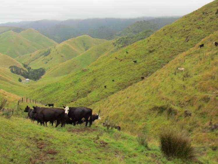 629 Tamaki East Road Rangitikei Surrounds_7