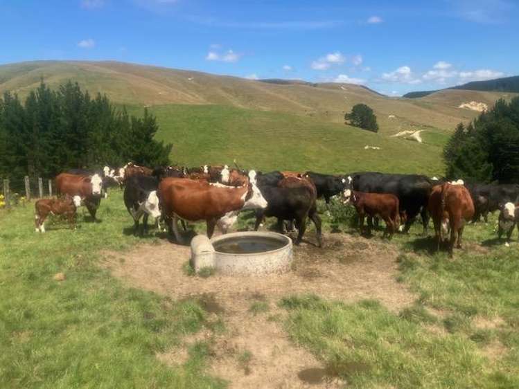 25 Mangamaire Road Dannevirke_8