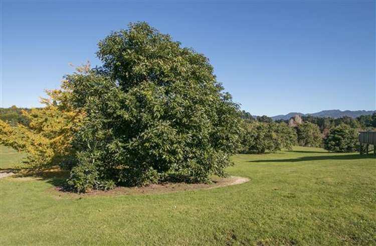 93a Walker Road East Aongatete_13