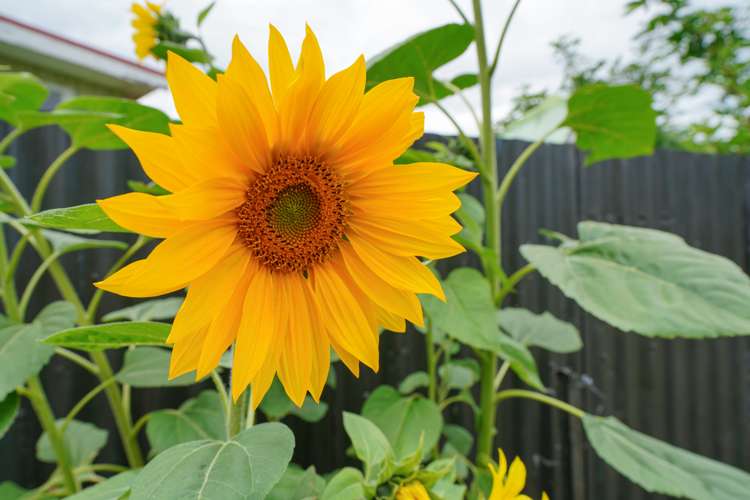 18 Chester Street Otautau_14