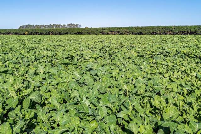 149 Coplands Road Ashburton_3