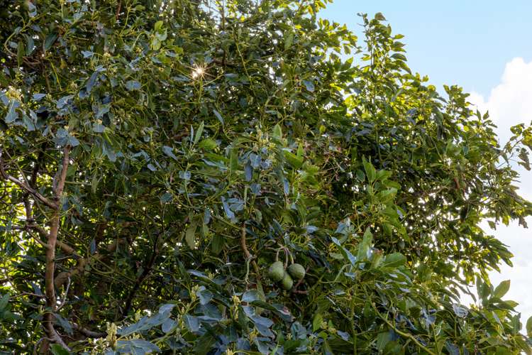 30a Montgomery Road Judea_28