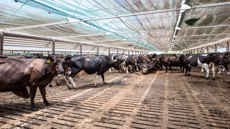 128 Mangamutu Road Murupara Surrounds_6