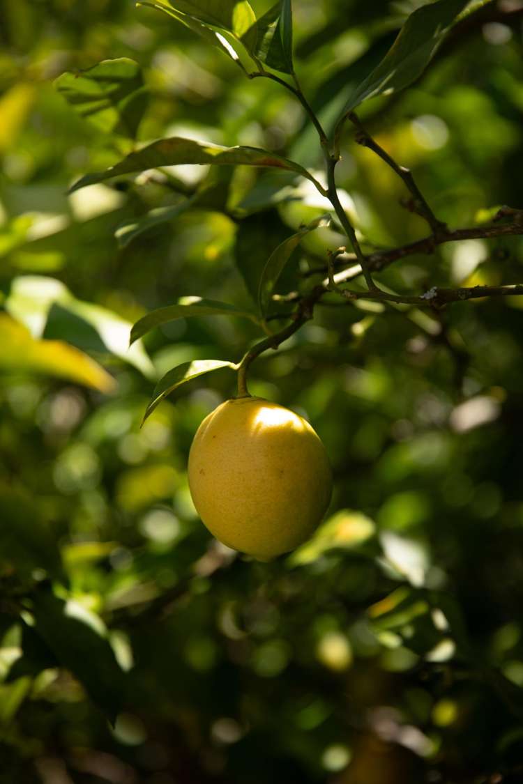 1 Russell Street Paeroa_22