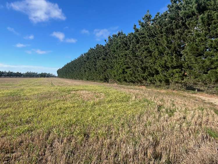 1234 Back Track Ashburton_14