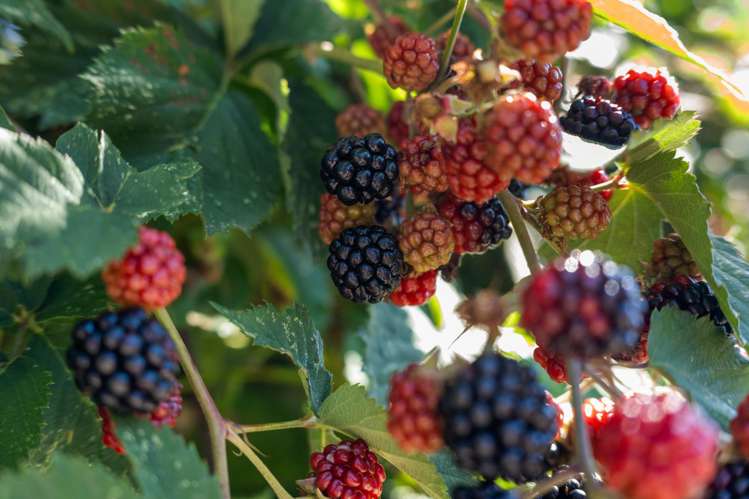 84A Mclauchlan Street Springlands_19