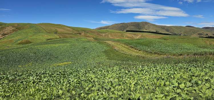 2230 Tapanui Raes Junction Highway Clutha_20