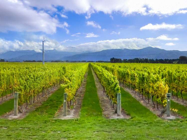 91 Eckfords Road Blenheim_4