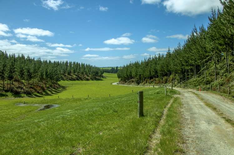 Korako Road Taupo_10