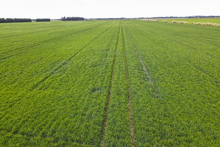 Stranges Road Ashburton_11