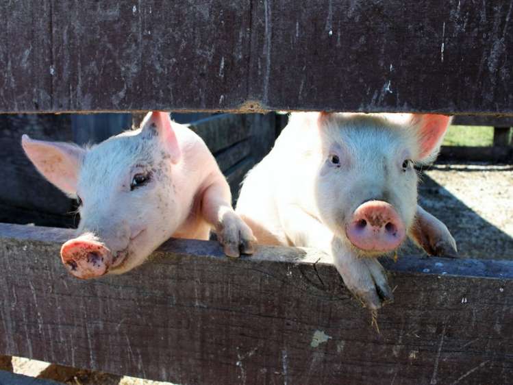 1199 Telegraph Road Darfield_18