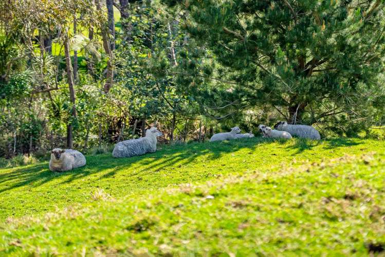 207 Fletcher Road Waimauku_25