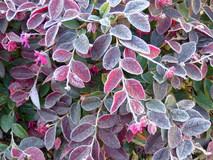 53 Kitewaho Road Swanson_93