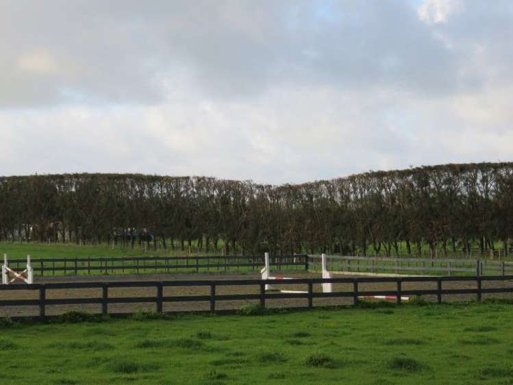 39 Brandon Hall Road Bulls_12