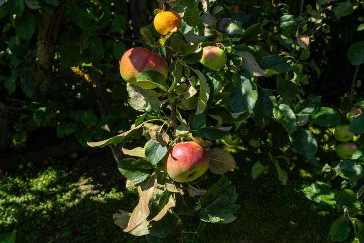 77 Oak Grove Ashburton_20