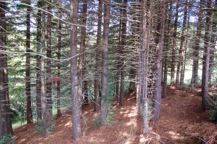 18 Marshall Road Kaiwaka_13