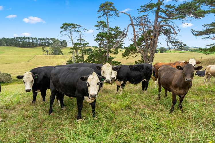 278 Te Toro Road Pollok_12