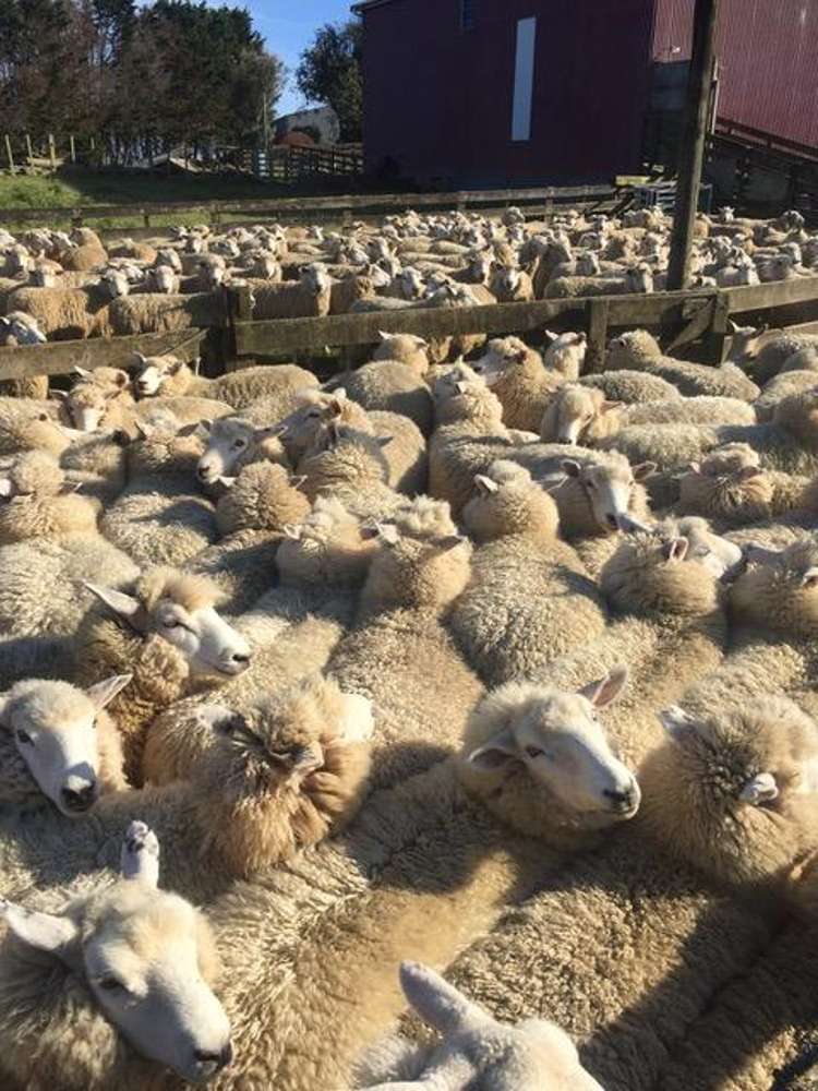 88 Lake Road Kawhia_16