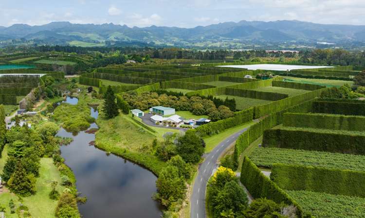 42 Elmwood Road Aongatete_26