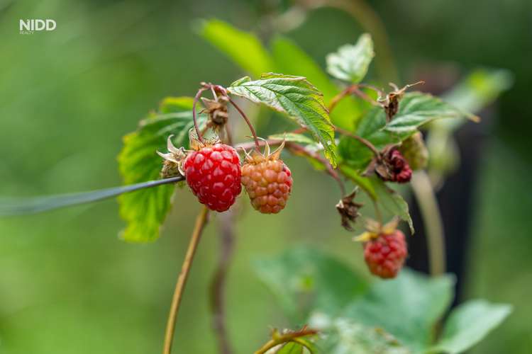 170 Gladstone Road Dalmore_20