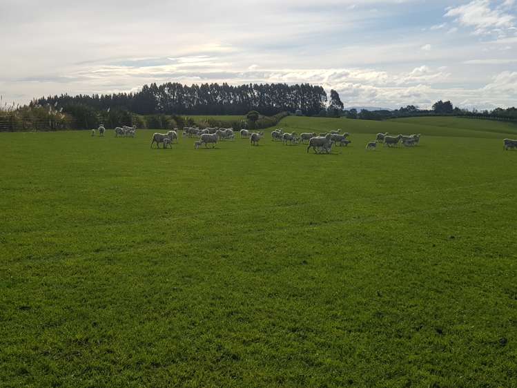 Hillend Road Balclutha_8