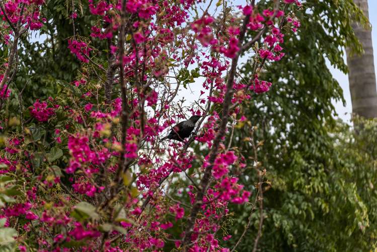 2/228 Kepa Road Mission Bay_5