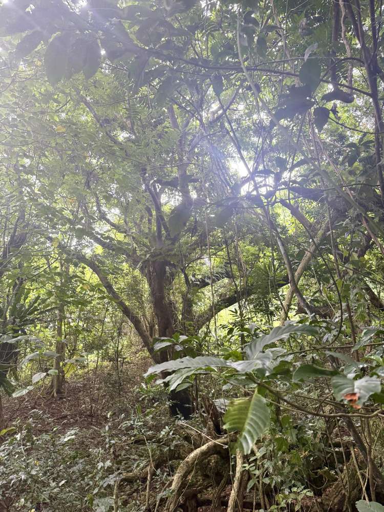 Lot 8 Navava Savusavu_7