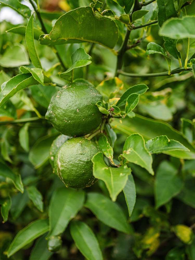 22 Smiths Road Matua_26