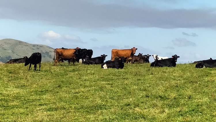 80 Mcdonald Road Lumsden Surrounds_3