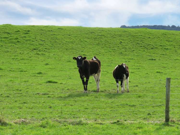 775 Otara Haldane Road Wyndham Surrounds_15