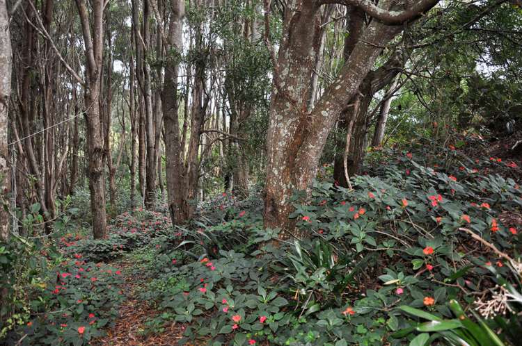 26 Muncaster Road Snells Beach_7