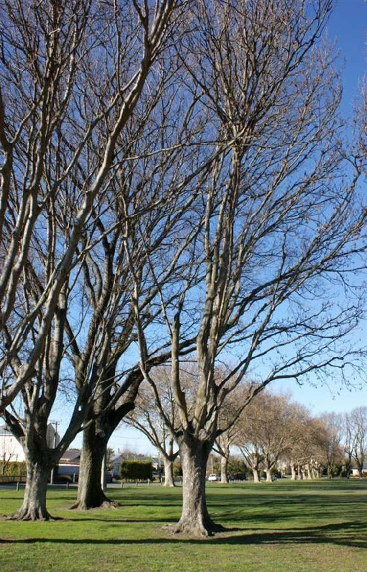 30/17 Bunyan Street Waltham_7