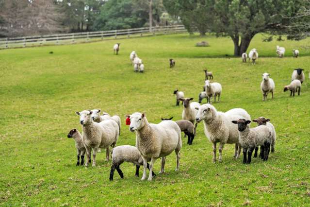 134 Phillips Road Kaiwaka_2