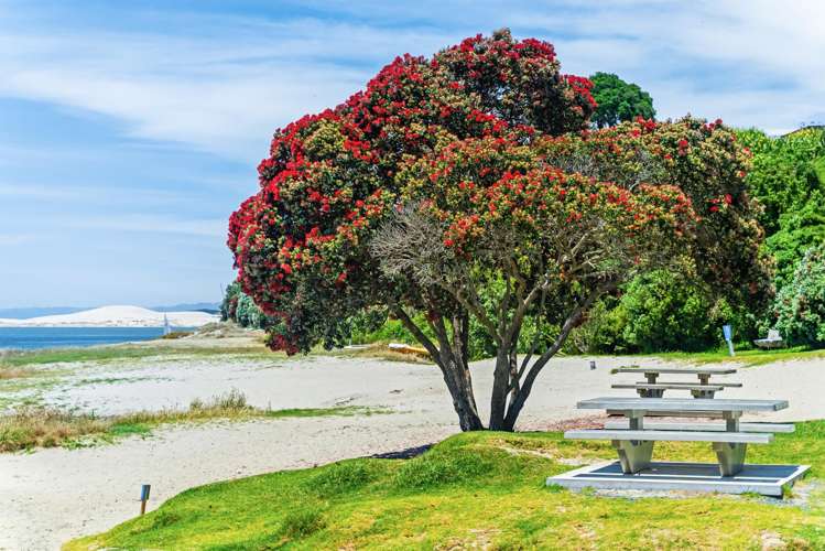 5 Alamar Crescent Mangawhai Heads_29