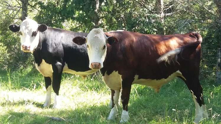 266e Hot Springs Road Hauraki Surrounds_12