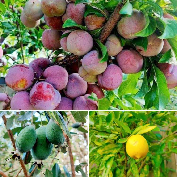 39 Ewen Alison Avenue Devonport_18