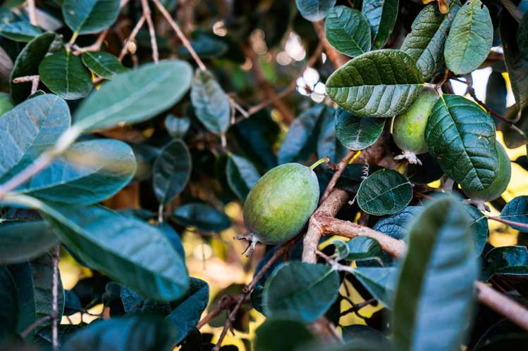 127 Otaika Road Raumanga_27