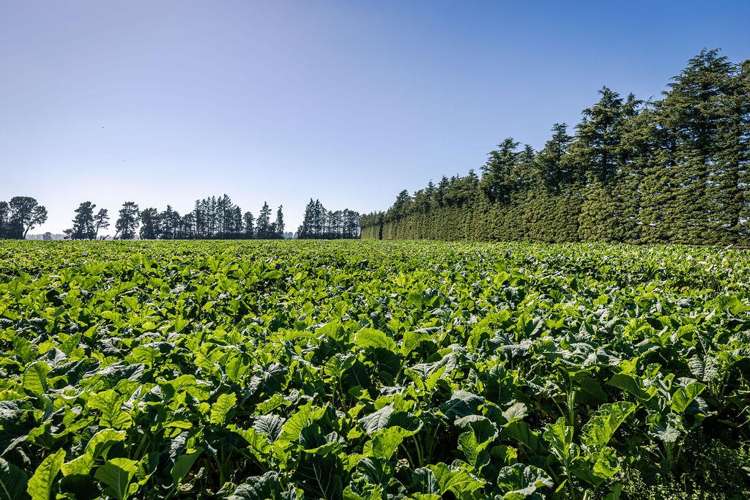 1710 Ealing Montalto Road Ashburton_1