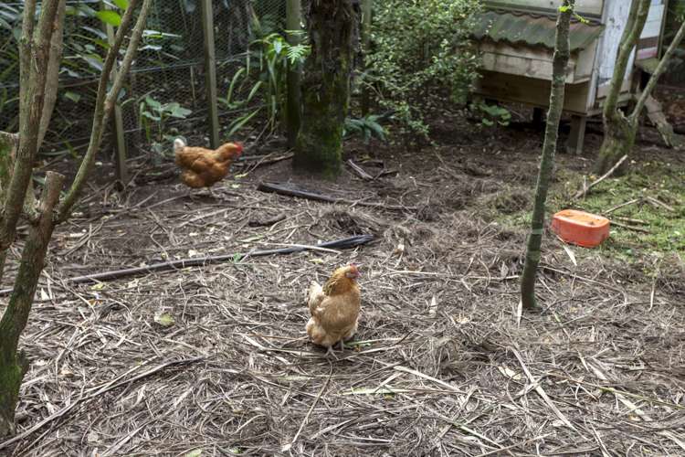 7 Aileen Place Whangamata_5