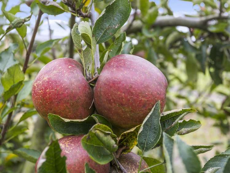 29 Duncan Road Ngahinapouri_17