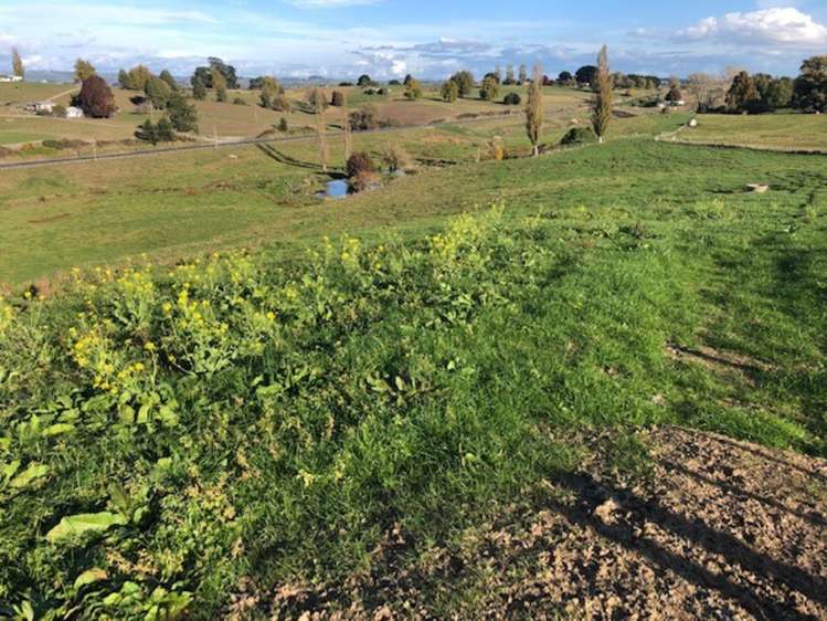 State Highway 3 Waitomo_13